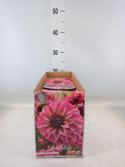 <h4>Dahlia   ...flowerbulbs</h4>