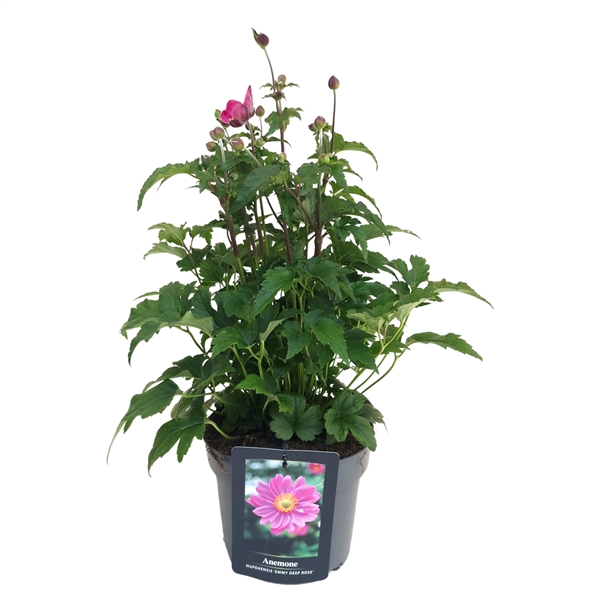 Anemone hupehensis Emmy Deep Rose
