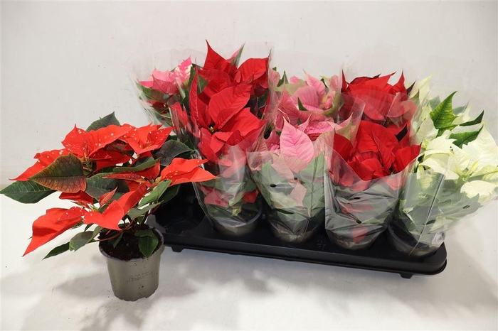 <h4>Euphor P Gem 5kl</h4>