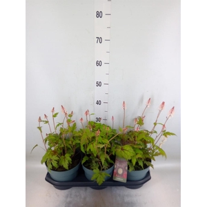 Heucherella tiarelloides