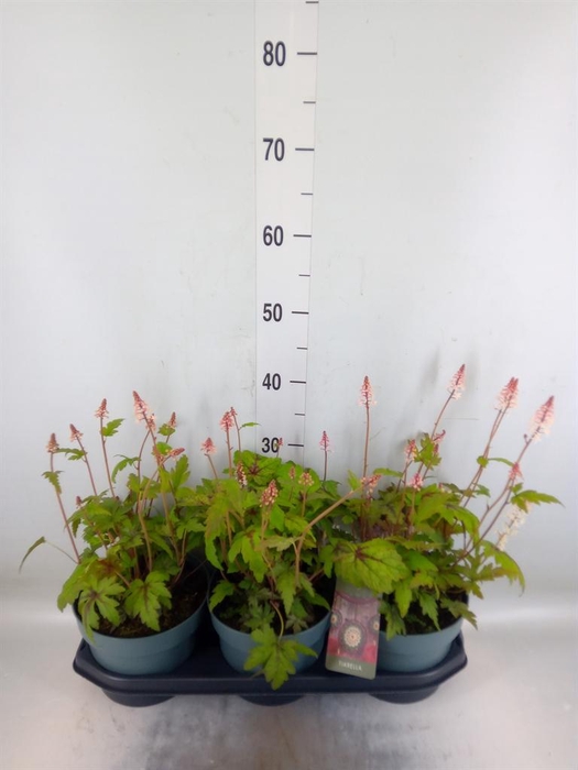 <h4>Heucherella tiarelloides</h4>