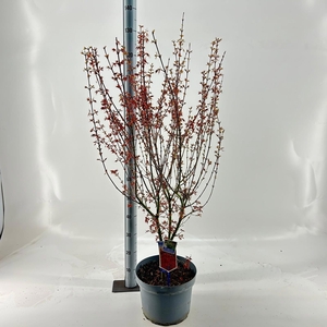 Acer pal. 'Jerre Schwartz'