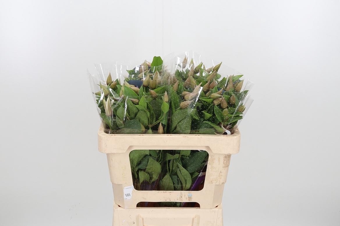 <h4>Clem Amazing Kansas</h4>