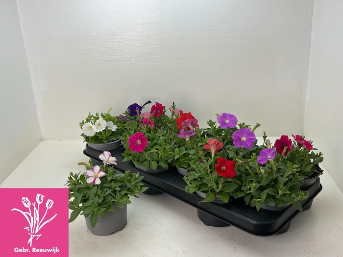 <h4>PET PICOB GEM</h4>