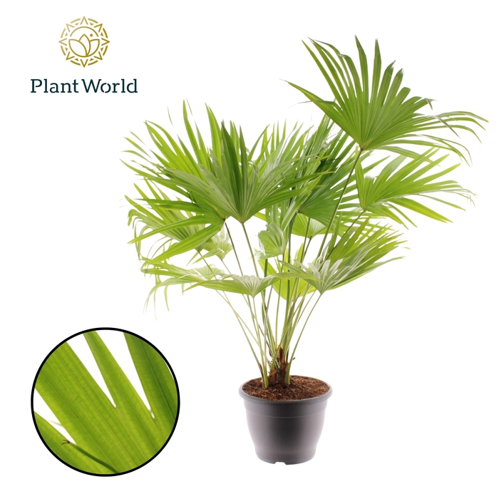 <h4>Livistona Rotundifolia 3pp</h4>