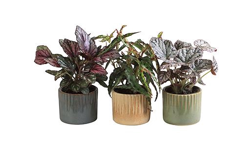 BEGONIA MIX P6 L 66031