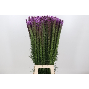 Liatris Spicata