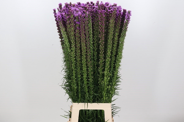<h4>Liatris Spicata</h4>