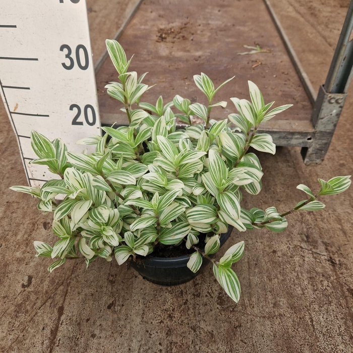 <h4>Tradescantia  'Brightness'</h4>