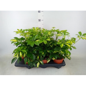 Schefflera arbor. 'Gerda'