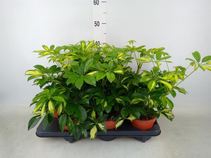 <h4>Schefflera arbor. 'Gerda'</h4>