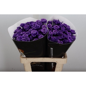 Wax-Rozen Wax Tros Classic Purple