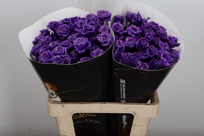 <h4>Wax-Rozen Wax Tros Classic Purple</h4>