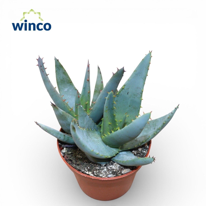 <h4>Aloe Peglarer</h4>