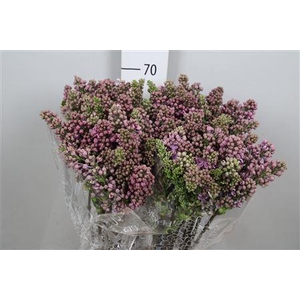 Syr V R V Horstenst 4+