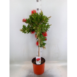 Callistemon citrinus