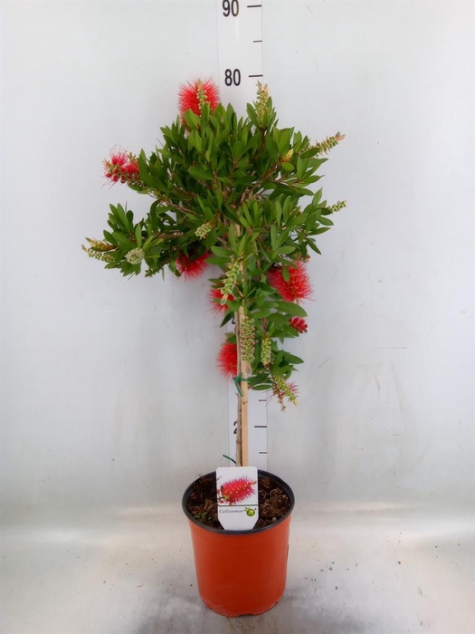 <h4>Callistemon citrinus</h4>