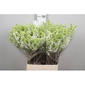 Syr V Mme Fl Stepman 4+