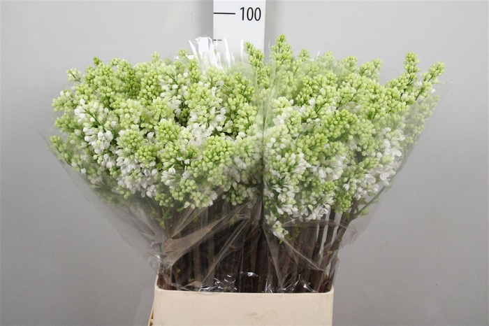 <h4>Syr V Mme Fl Stepman 4+</h4>