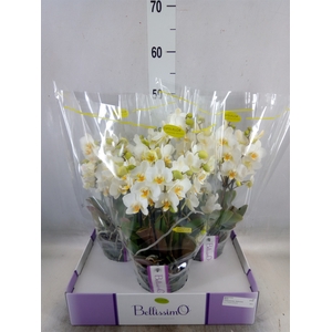 Phalaenopsis multi.   ...white