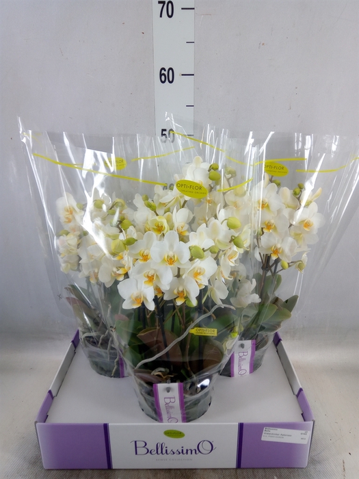<h4>Phalaenopsis multi.   ...white</h4>