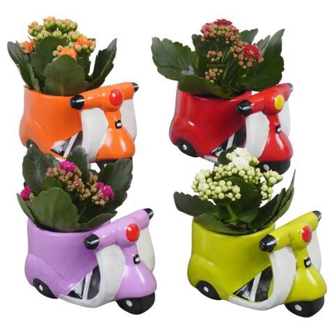 <h4>PTBTS3215 Arrangement Thank you teacher/Back To School in sierpot mix</h4>