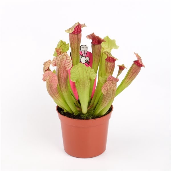 <h4>Sarracenia 'Fiona'</h4>