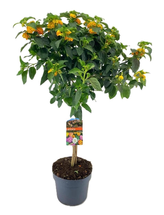<h4>Lantana camara</h4>