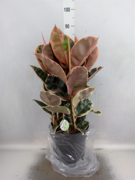 <h4>Ficus elastica 'Belize'</h4>