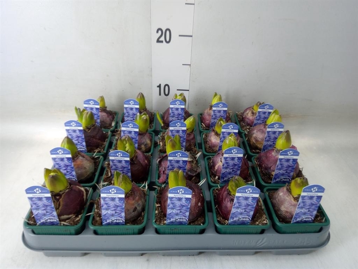<h4>Hyacinthus orie. 'Aqua'</h4>