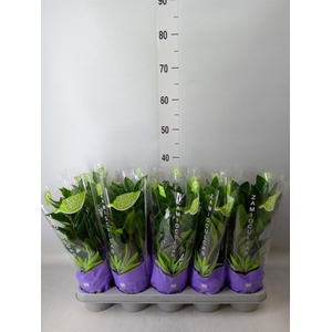 Zamioculcas zamiifolia