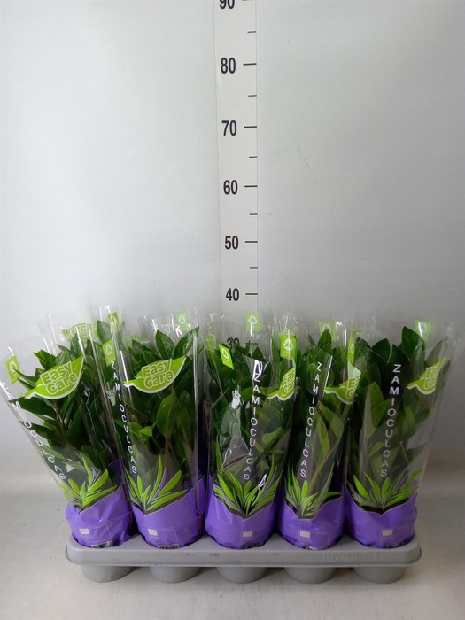 <h4>Zamioculcas zamiifolia</h4>