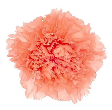 <h4>DI ST SORBET</h4>