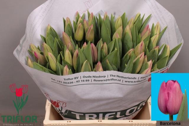 <h4>TU EN BARCELONA</h4>