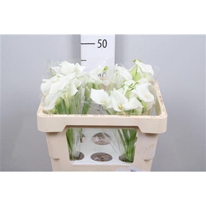 Zantedeschia  'Crystal Blush'