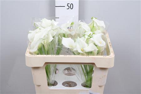 <h4>Zantedeschia  'Crystal Blush'</h4>