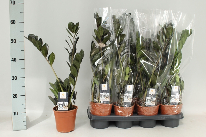 <h4>ZAMIO RAVEN</h4>