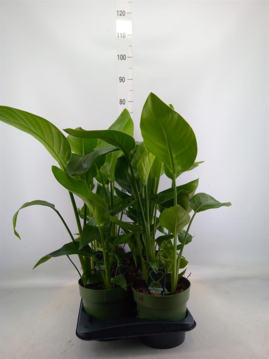 <h4>Strelitzia nicolai</h4>