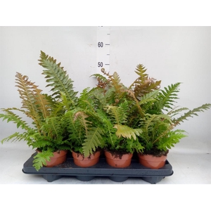 Blechnum gibbum   ...