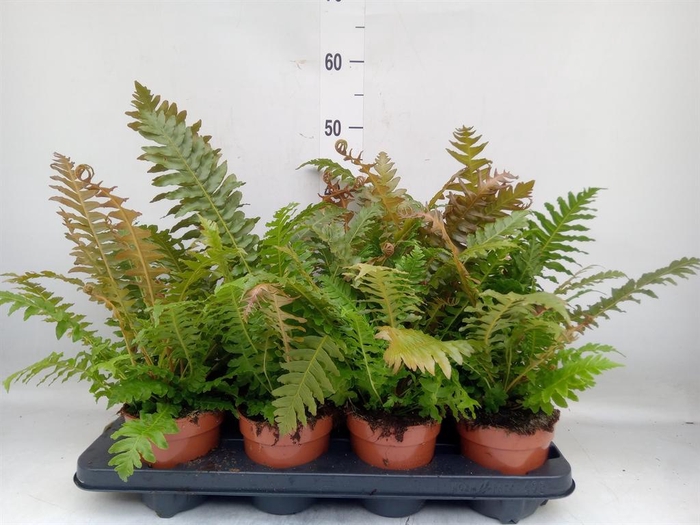 <h4>Blechnum gibbum   ...</h4>