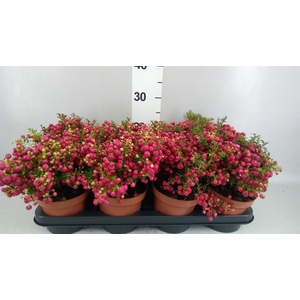 Gaultheria   ...red berry