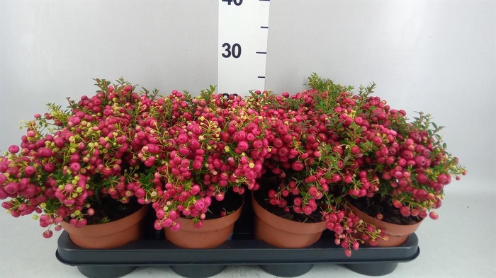 <h4>Gaultheria ...red berry</h4>