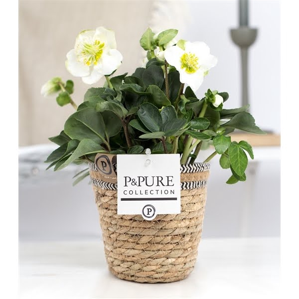 <h4>1st class Helleborus "Xmas C." in P&PURE Basket</h4>