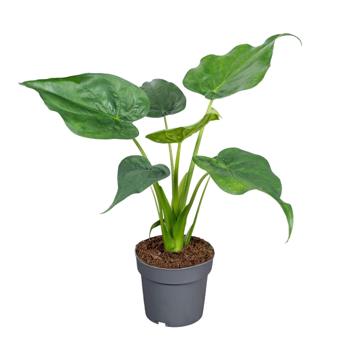 <h4>Alocasia cucullata</h4>