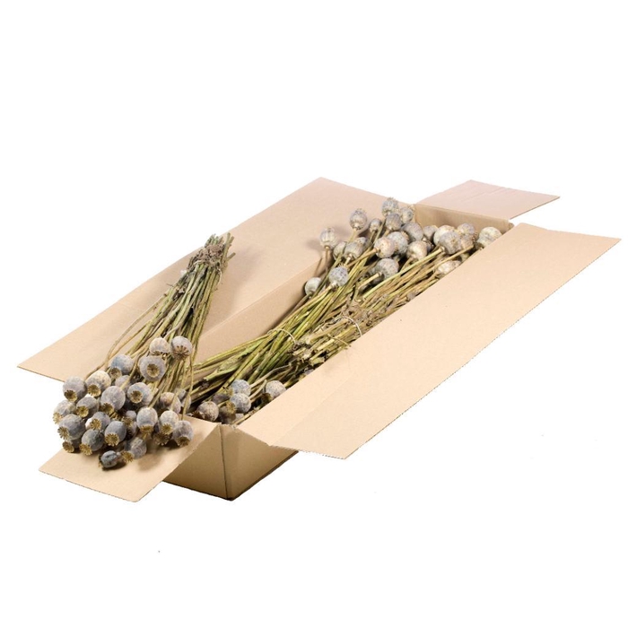 <h4>Papaver Sb Natural Green Grey</h4>