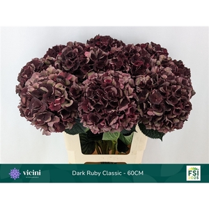 Hydr Dark Ruby Classic 60 cm Vicini