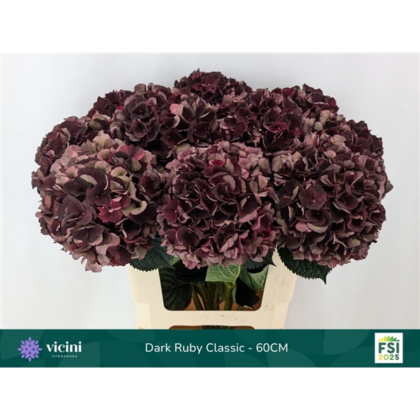 <h4>Hydr Dark Ruby Classic 60 cm Vicini</h4>