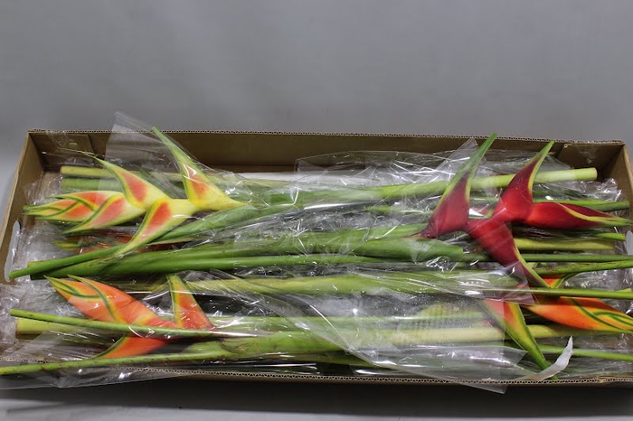 Heliconia Mix Recht