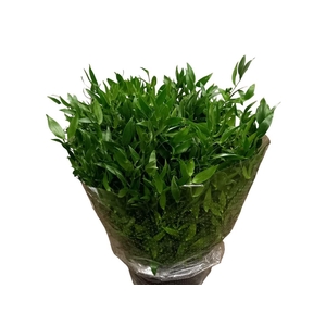 Ruscus Hypophyllum 80cm