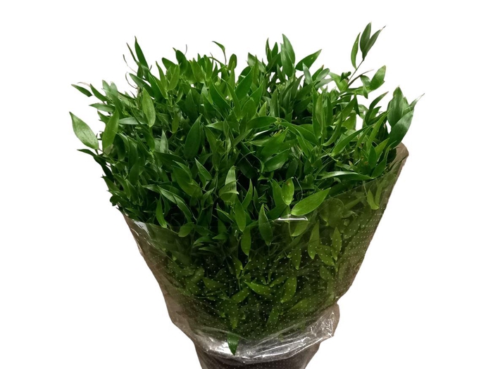 <h4>Ruscus Hypophyllum 80cm</h4>